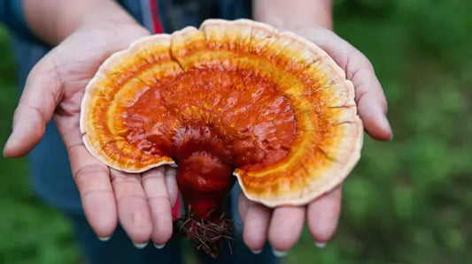 ¿Qué es el Ganoderma y cómo actúa en el crecimiento y caída capilar?