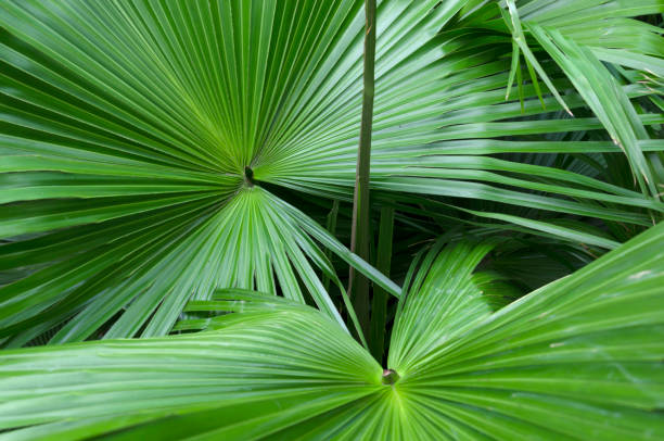 Estudios sobre Saw Palmetto — uso y seguridad